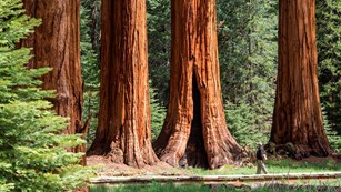 Tudo Sobre Sequoias: Folhas, Raízes, Diâmetro e Fotos
