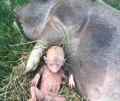 Animais Híbridos Com Seres Humanos: Fotos e Experimentos