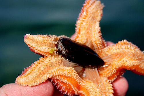 Alimentação Da Estrela-Do-Mar: O Que Elas Comem?