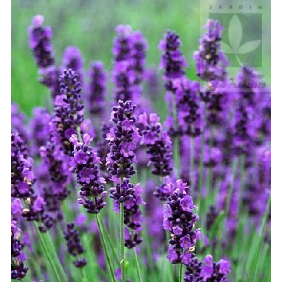 Lavanda Inglesa ou Angustifolia Óleo, Cultivo e Características