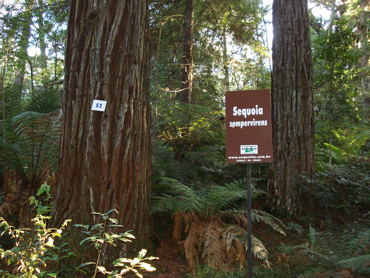 Parque das Sequoias no Brasil em Canela RS