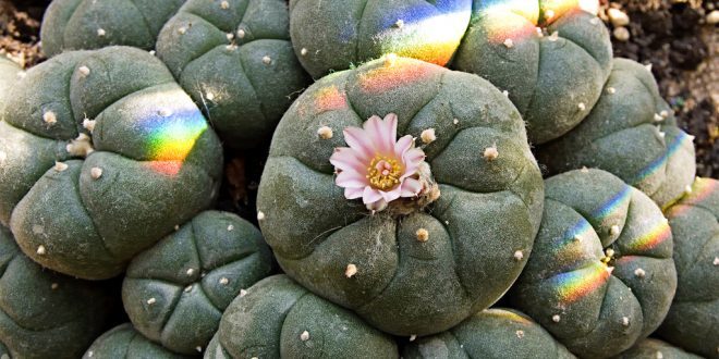 Peiote Cactos: Cultivo, Características e Fotos