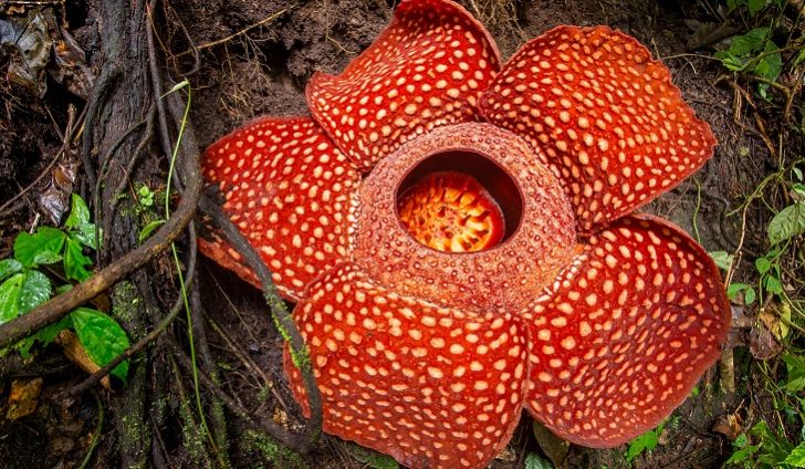 Qual a Maior Flor do Mundo? Rafflesia vs Amorphophallus
