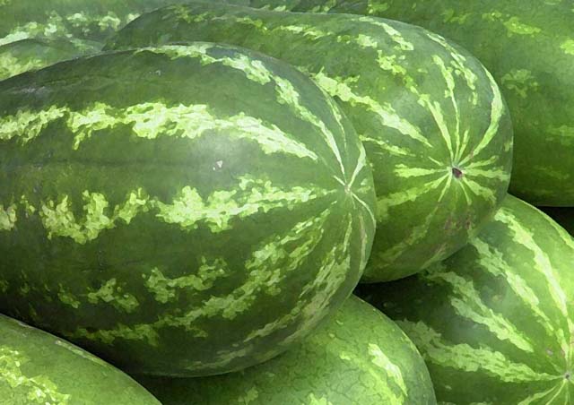 Como Polinizar Um Pé de Melancia? Conheça a Etimologia da Fruta