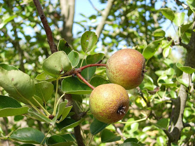 Tipos de Pera: Variedades e Especies Com Nomes e Fotos