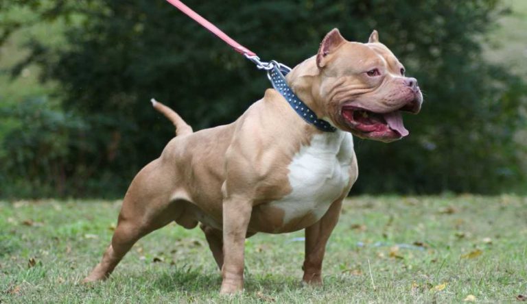 Pitbull Puro