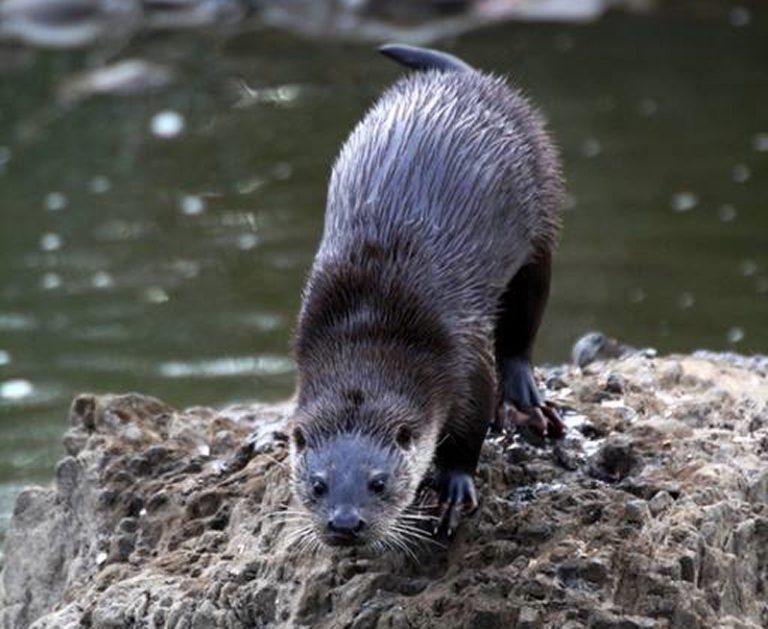 Lontra Europeia