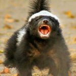 Ratel Mostrando os Dentes