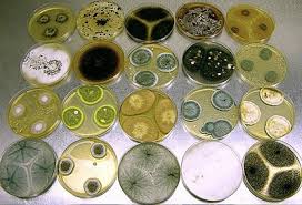 Importância dos Fungos na Medicina e na Indústria Farmacêutica