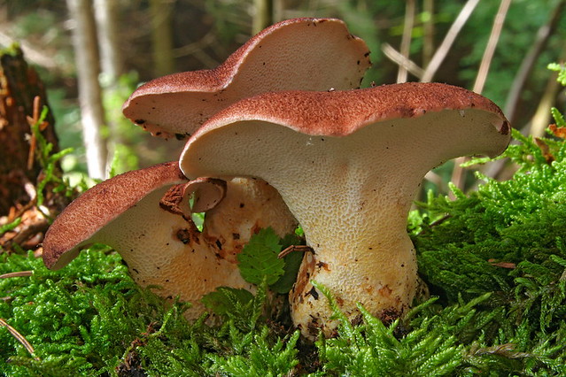 Tudo Sobre o Cogumelo: Características, Nome Científico e Fotos