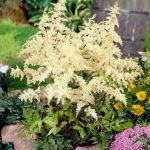 Astilbe Flor Branca no Canteiro
