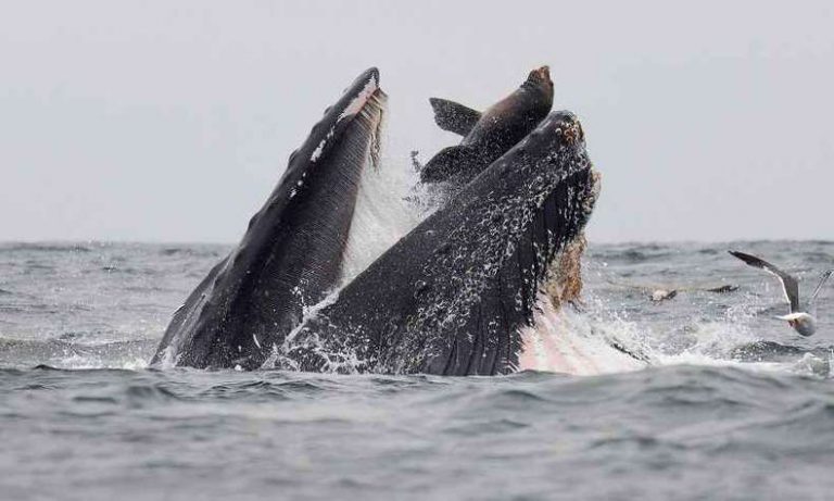 Baleia Jubarte se Alimentando de um Leão Marinho