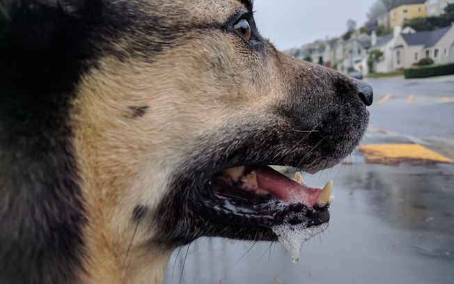 O Que É Quando a Boca Do Cachorro Espuma?