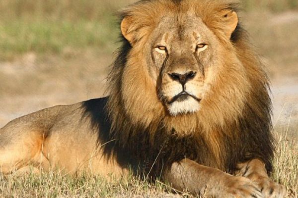 Top 5 felinos Com as Maiores Presas do Mundo