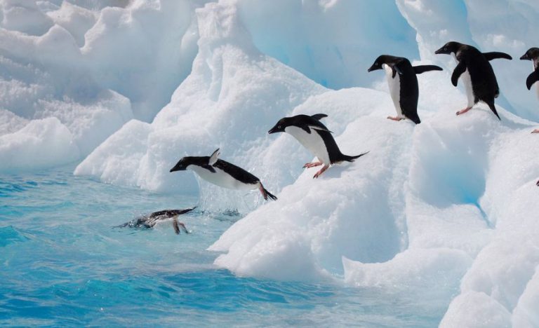 Pinguim Mergulhando