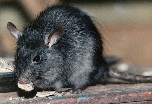Rato se Alimentando