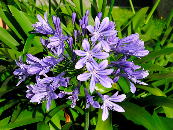 Agapanto: Tamanho, Bulbos, Preço, Jardim, Floração e Sol