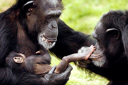 Alimentação do Chimpanzé: o que Eles Comem?