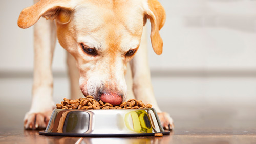 Qual o Melhor Horário Para Dar Comida aos Cachorros?