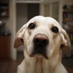 Cachorro Olhando nos Olhos