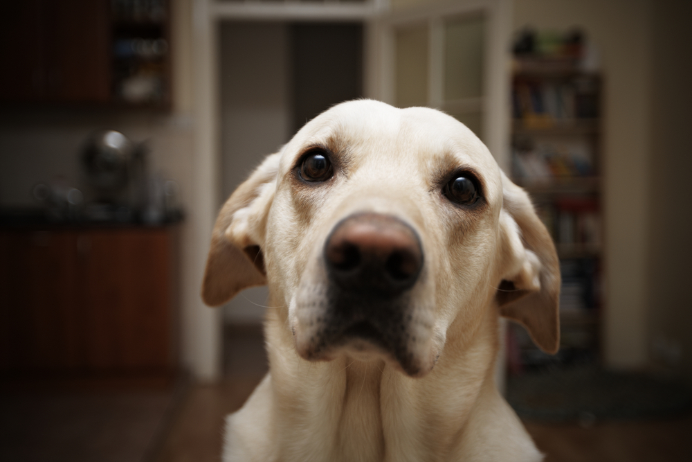 Porque o Cão Olha Tanto Para o Dono?
