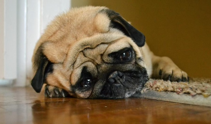 O que Fazer Para o Cachorro não Chorar à Noite?