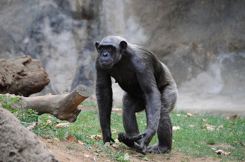 Chimpanzé Branco Existe? Características, Nome Científico e Fotos
