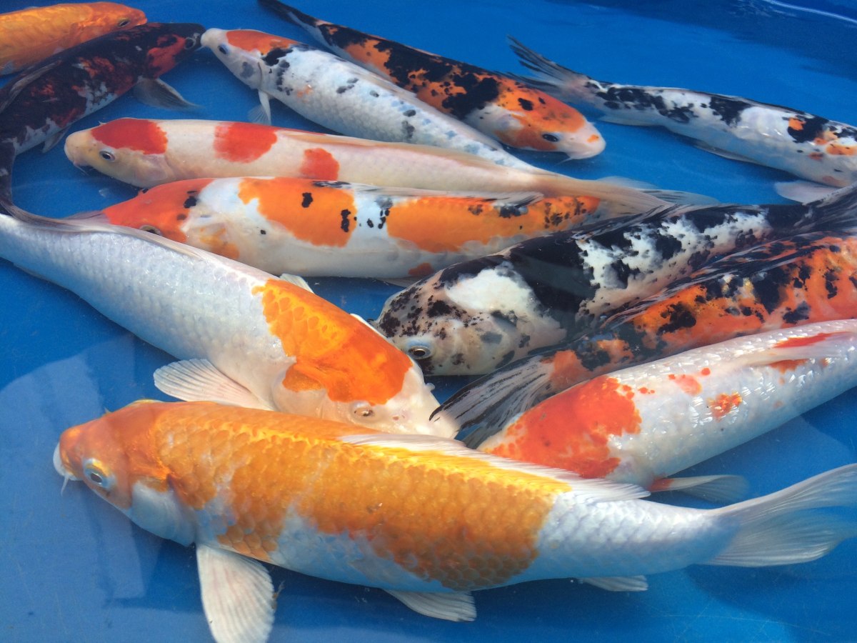 Pode Comer Carpa Colorida?
