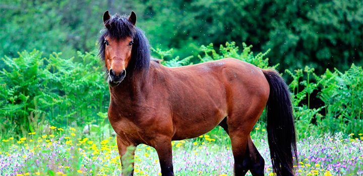 Raça de Cavalo Garranos: Características, Fotos, Historia e Origem