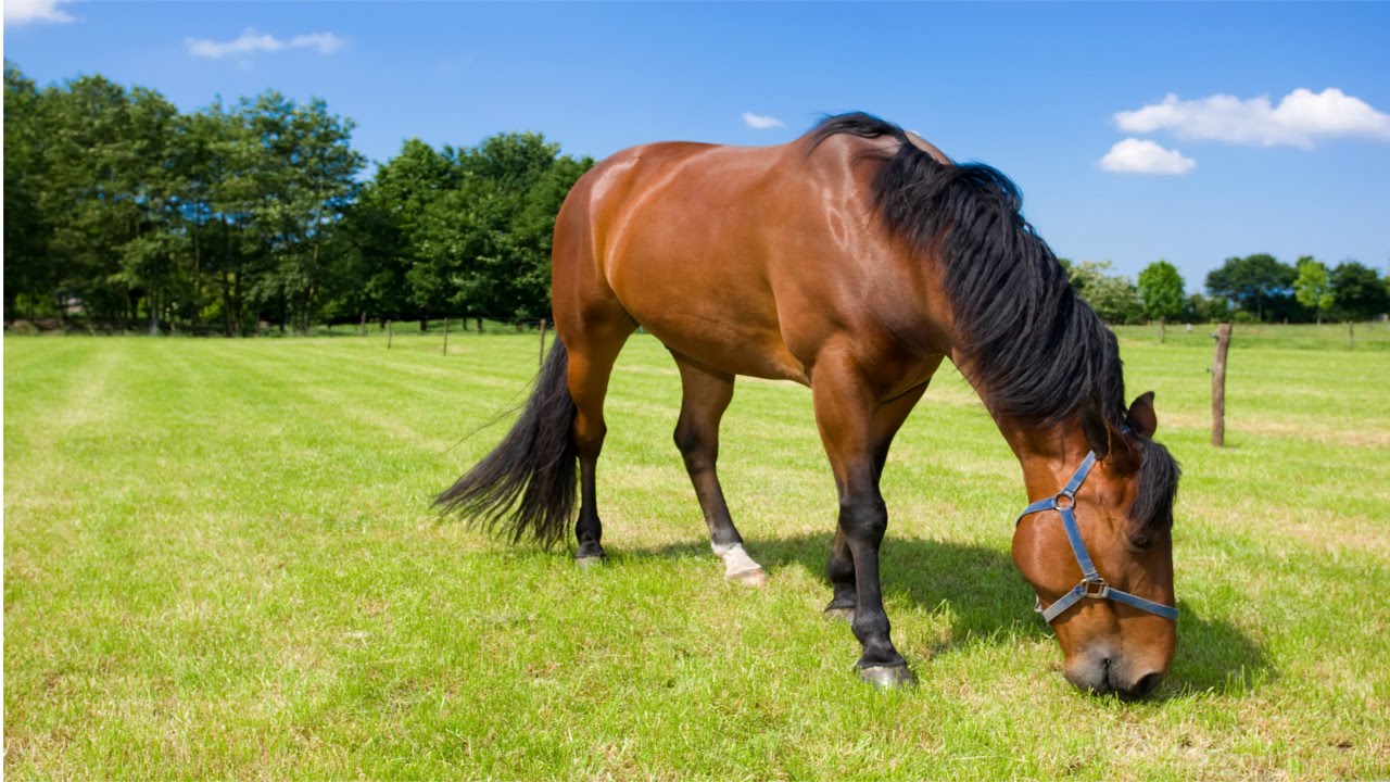 Cavalo Pangaré: Características, História, Origem e Fotos