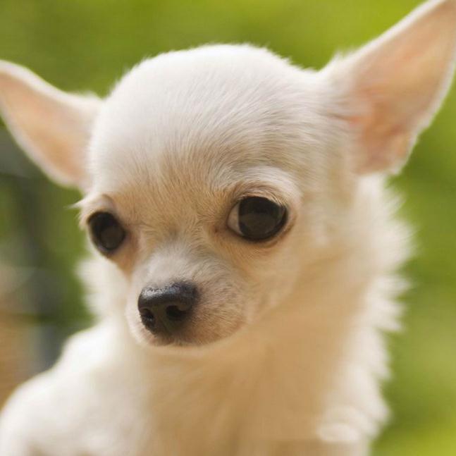 Doenças Comuns da Raça Chihuahua e Como Tratar