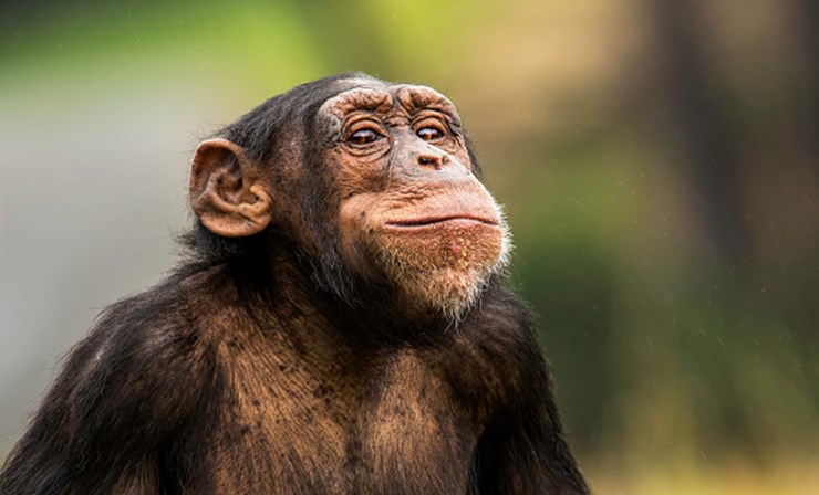 Ciclo de Vida do Chimpanzé: Quantos Anos Eles Vivem?