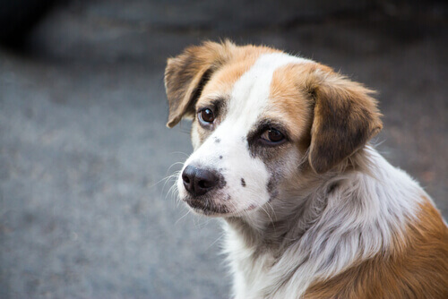 Como Saber se o Cachorro Está com Dor na Coluna?