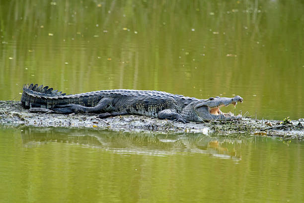 Crocodilo de Morelet: Características, Nome Cientifico e Fotos