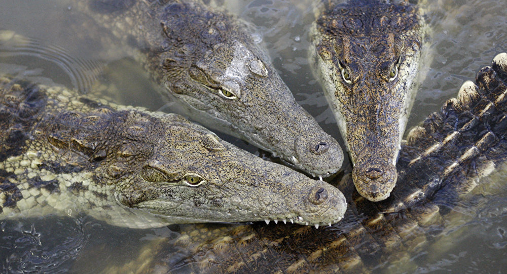 Crocodilo-do-Nilo: Características, Nome Científico e Fotos