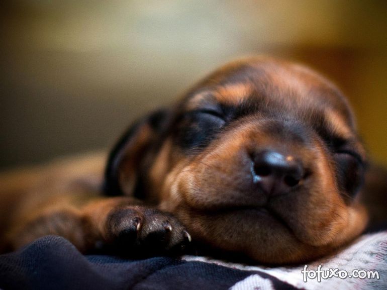 Por Que O Cachorro Chora Quando Está Dormindo?