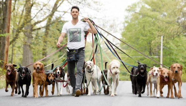 Qual O Valor De Um Dog Walker? Como Conseguir Um?