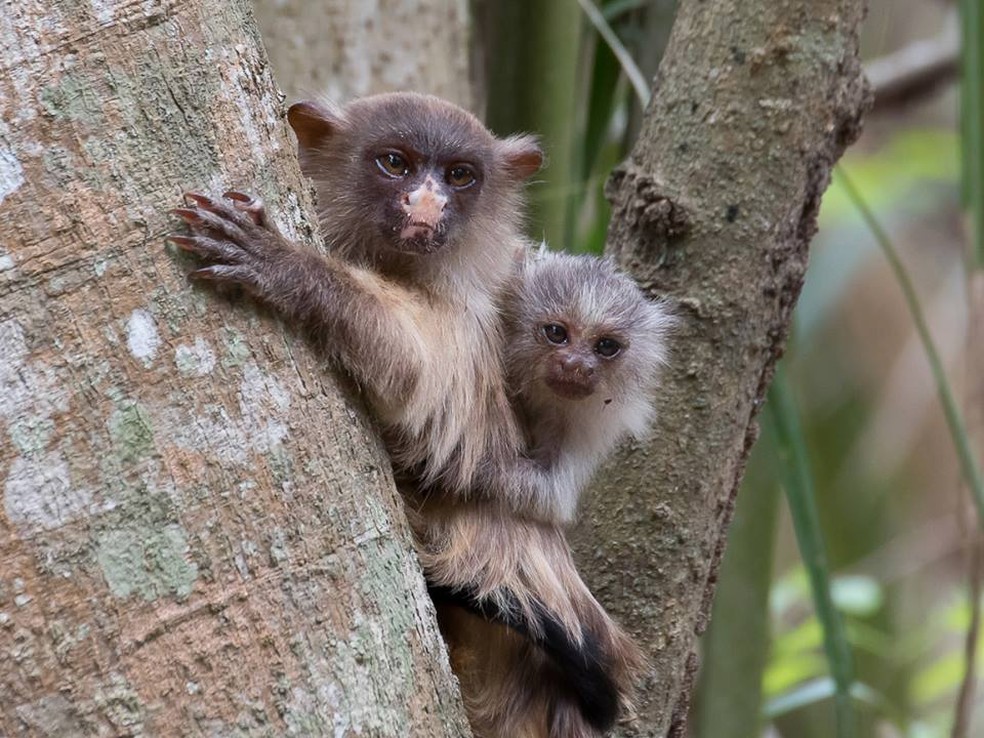 Sagui-do-Cerrado ou Sagui-de-Rabo-Preto: Características e Fotos