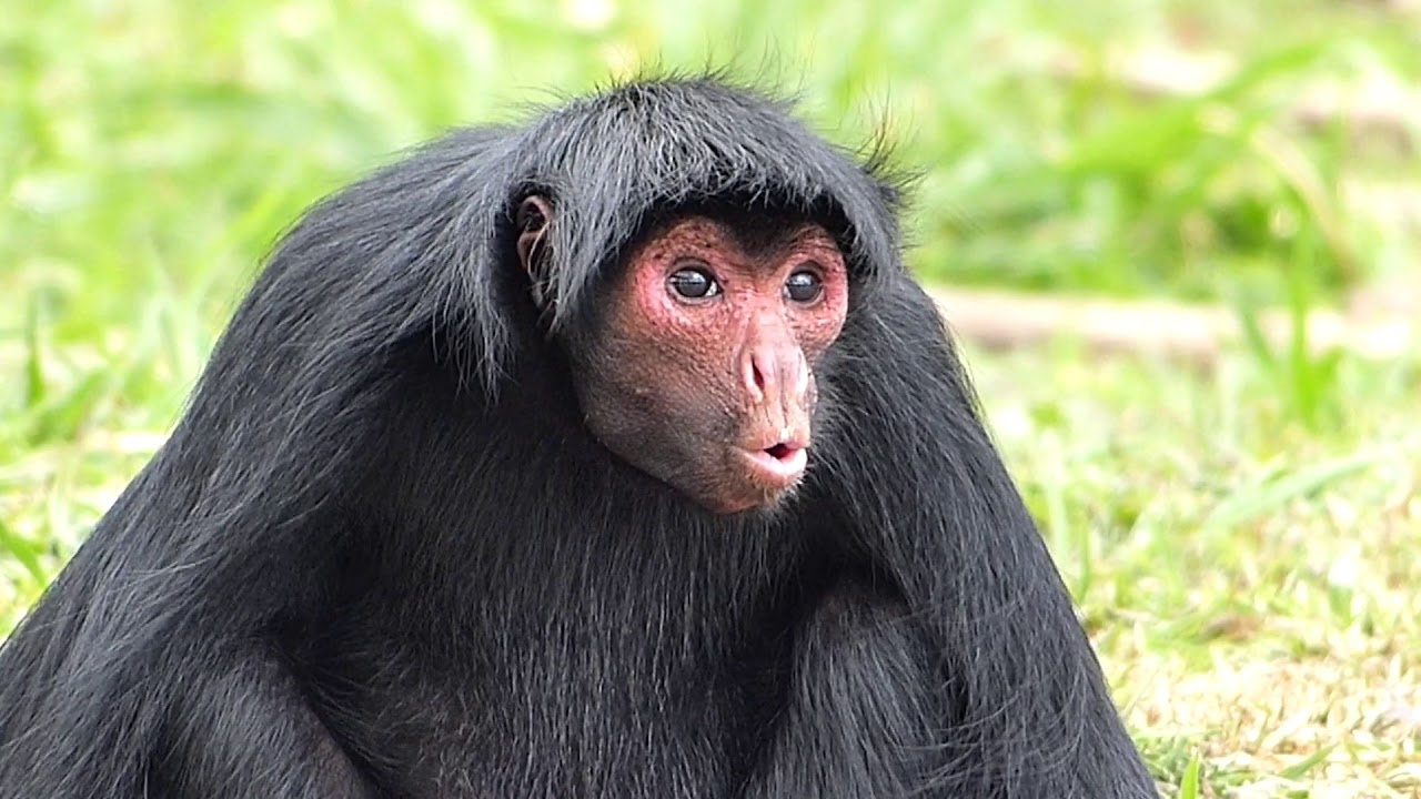 Quantas Espécies de Macaco Existem No Mundo?