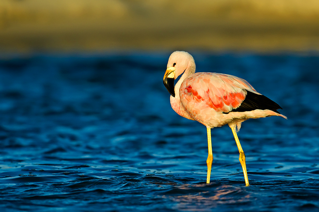 Flamingo-Grande-dos-Andes: Características, Nome Cientifico e Fotos