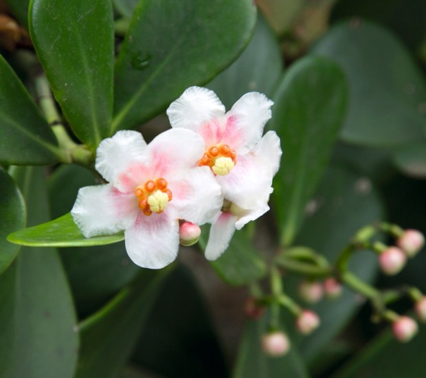 Pé De Clusia: Árvore, Raiz, Folhas, Flores, Tronco e Fotos