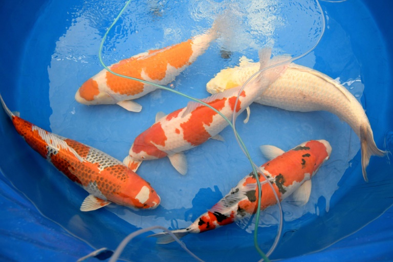 História do Carpa e Origem do Peixe