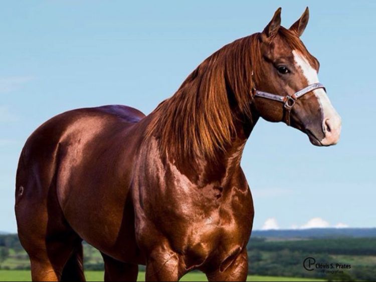 Raça de Cavalo Quarto de Milha: Características, Fotos e História