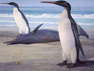 Pinguim Kairuku: Características, Extinção, Nome Científico E Fotos