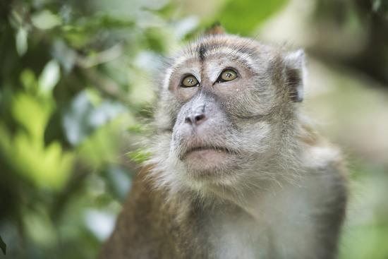 Macaca Fascicularis ou Macaco Cinomolgo: Características e Fotos