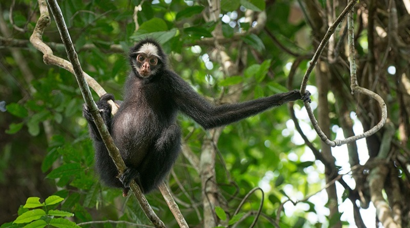 Coatá ou Macaco-Aranha: Características, Nome Cientifico e Fotos