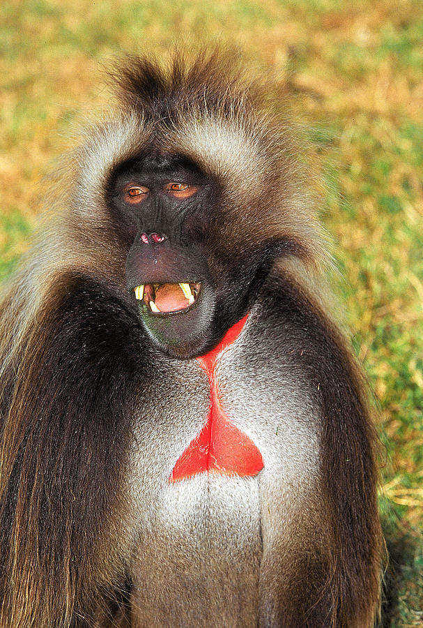Macaco-De-Coração-Em-Sangue: Características, Habitat E Fotos