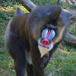 Macaco Mandril