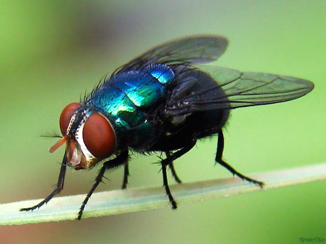 Tudo Sobre a Mosca: Características, Nome Científico e Fotos 