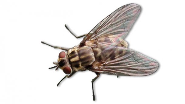 Como Curar A Virose Da Mosca? Qual O Tratamento Indicado?